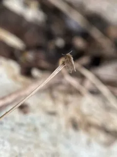 Trickling Filter Fly thumbnail 4