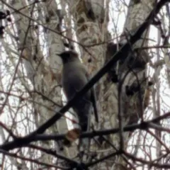 Townsend's Solitaire thumbnail 2