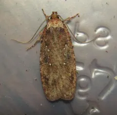 Agonopterix rosaciliella thumbnail 4