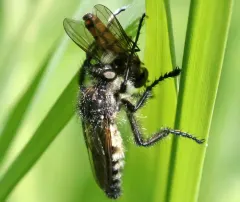 Cyrtopogon plausor thumbnail 2