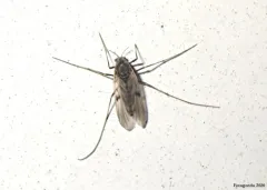 Tanypus vilipennis thumbnail 4