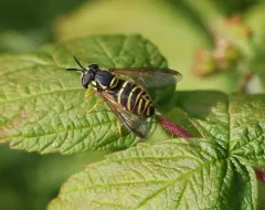 Broad-banded Meadow Fly thumbnail 2