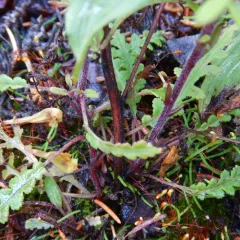 Labrador Lousewort thumbnail 2