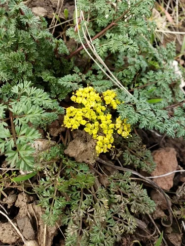 Salmonflower Biscuitroot