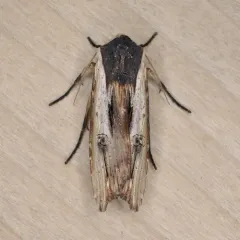 American Swordgrass Moth thumbnail 2