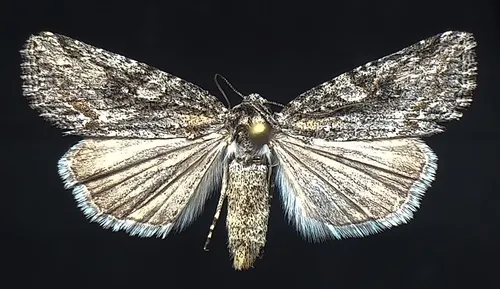 Afotella cylindrica