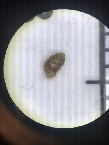 Moss Chrysalis-snail