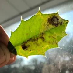 Native Holly Leafminer thumbnail 3