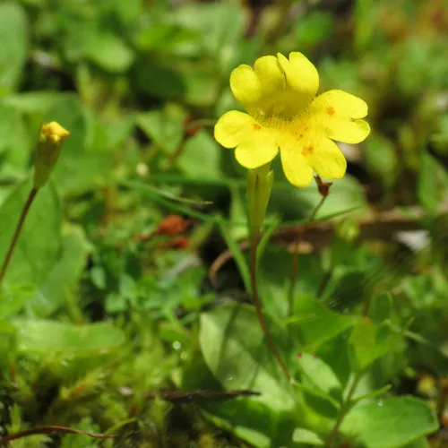 primrose monkeyflower