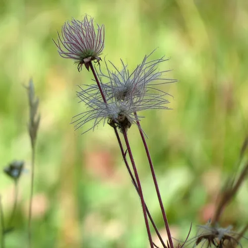 prairie smoke