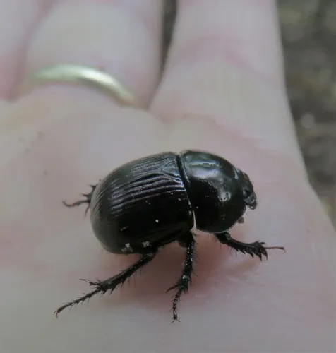 Horn's Earth-boring Beetle