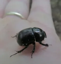 Horn's Earth-boring Beetle thumbnail 1