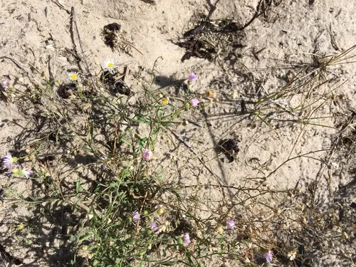 Western Daisy Fleabane