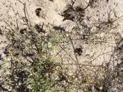 Western Daisy Fleabane thumbnail 1