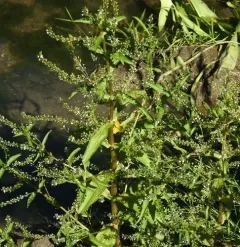 chain speedwell thumbnail 2