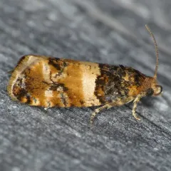 Lobesia spiraeae thumbnail 1