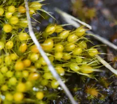 Taper-leaved Earth-moss thumbnail 2
