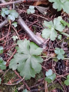 wood sanicle thumbnail 2