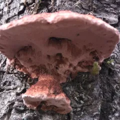 Rosy Conk thumbnail 2
