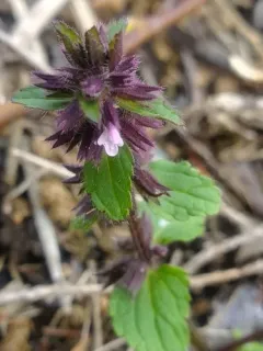 Field woundwort thumbnail 3