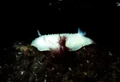Cadlina klasmalmbergi thumbnail 3