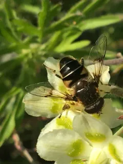 Spot-winged Drone Fly thumbnail 3