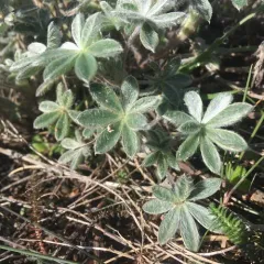 Seashore Lupine thumbnail 2
