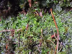 Palmate Germanderwort thumbnail 2