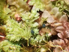 Mniaecia jungermanniae thumbnail 3