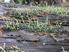 Cladonia transcendens thumbnail 4