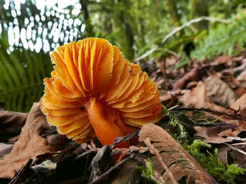 Hygrocybe marchii