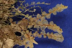 Bog Earwort thumbnail 2
