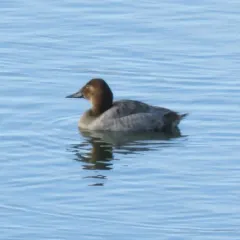 Canvasback thumbnail 4