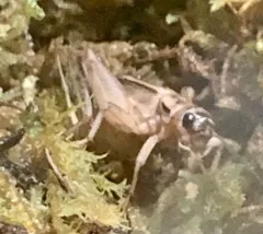 House Cricket thumbnail 3
