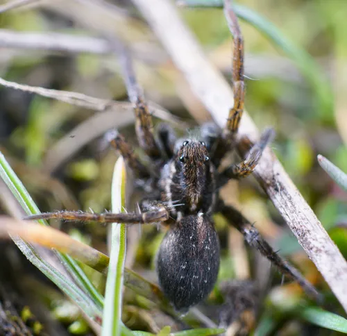 Vancouver Thin-legged Wolf Spider