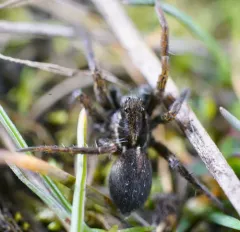Vancouver Thin-legged Wolf Spider thumbnail 1