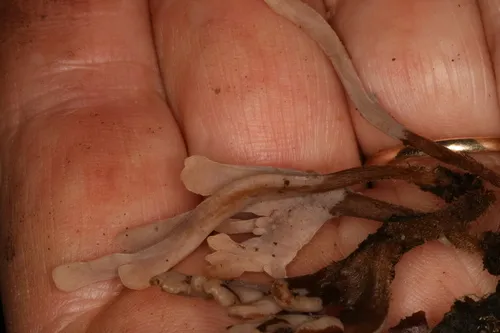 Clavulina ornatipes