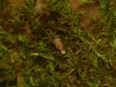 Bristly Millipede thumbnail 3