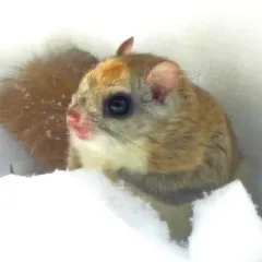 Northern Flying Squirrel thumbnail 4