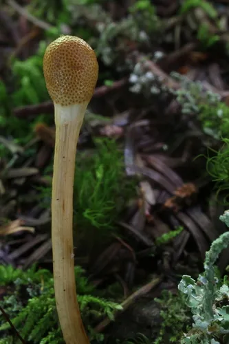 Paraisaria gracilis