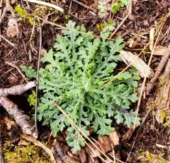 Heath Groundsel thumbnail 2