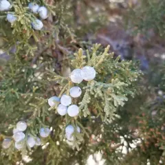 Utah Juniper thumbnail 2