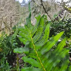 leathery polypody thumbnail 2