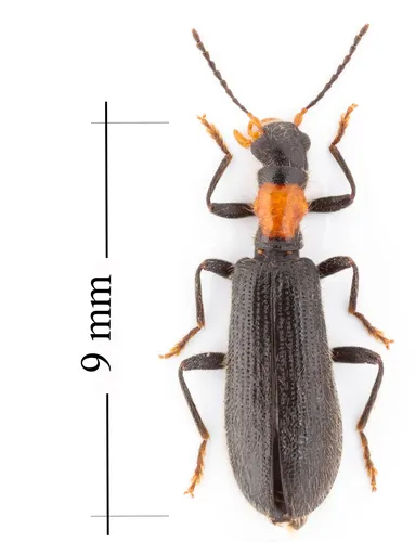Bicolored Checkered Beetle
