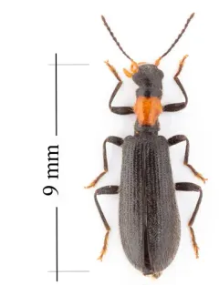 Bicolored Checkered Beetle thumbnail 1