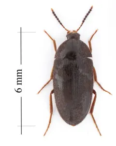 Eustrophopsis bicolor thumbnail 1