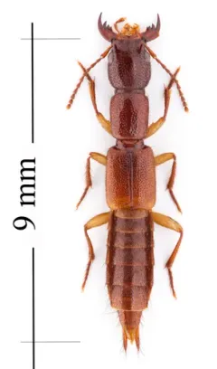 Homaeotarsus badius thumbnail 3