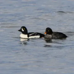 Barrow's Goldeneye thumbnail 4