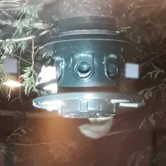 Southern Flying Squirrel thumbnail 1