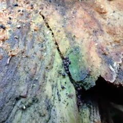 Enerthenema papillatum thumbnail 3